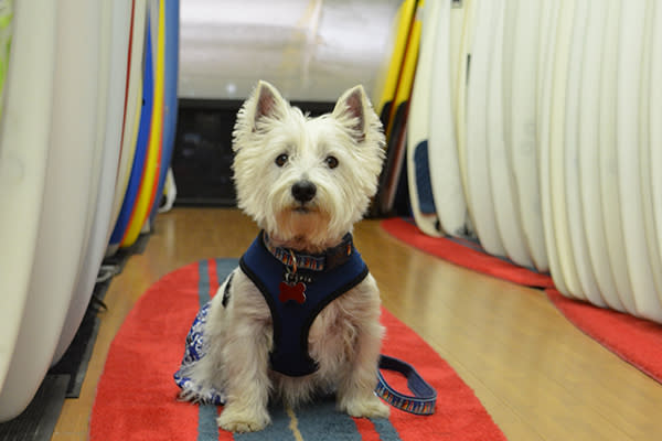 Hang 20: Surf City Surf Dog Competition Heats Up ...