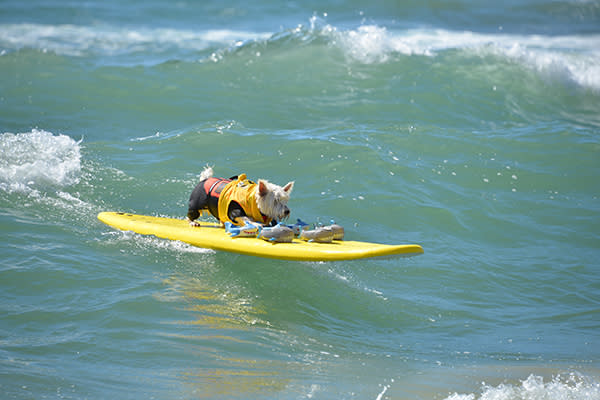Hang 20 Surf City Surf Dog Competition Heats Up Huntington