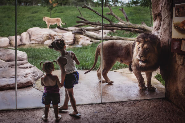 Fort Wayne Children's Zoo - Lion Exhibit with Children - Fort Wayne, Indiana