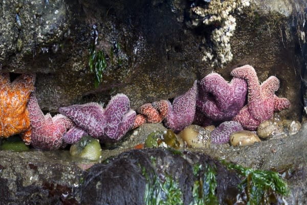 Oregon Coast Starfish by David Putzier