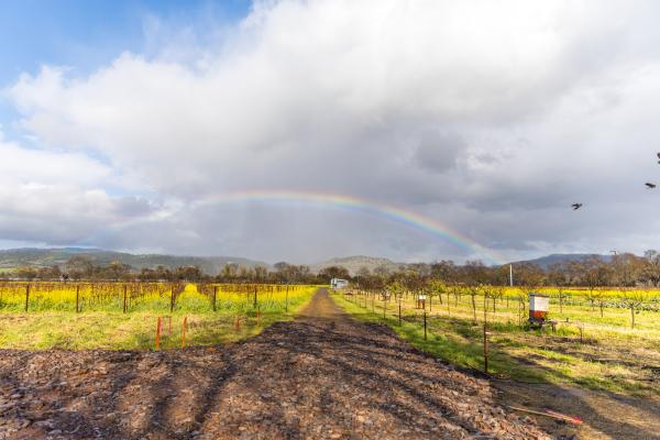 Rainbow Vineyards