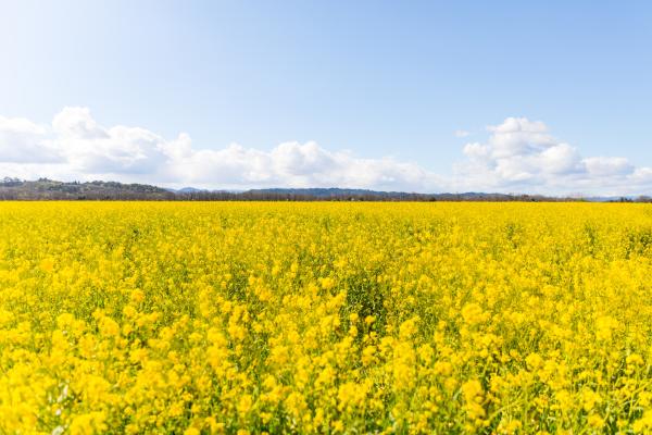 Winter Mustard in Napa Valley
