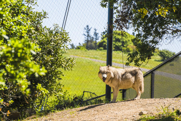 Wolf at Oakland Zoo