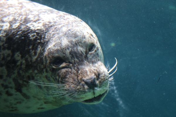 Harbor Seal Zoo
