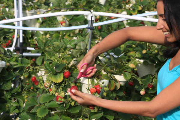 Strawberry Fields Hydroponic Farm - girl picking strawberries with scissors