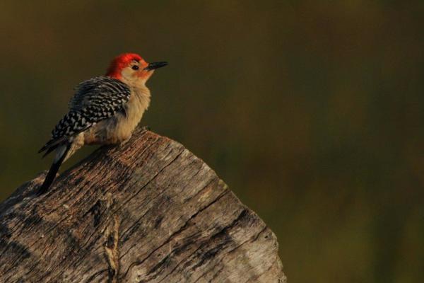 Birding in Cayuga County