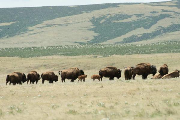 bison-herd-calves-May-2016-Credit-John-Eisele-Colorado-State-University-Photography