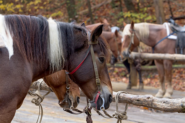 Horses