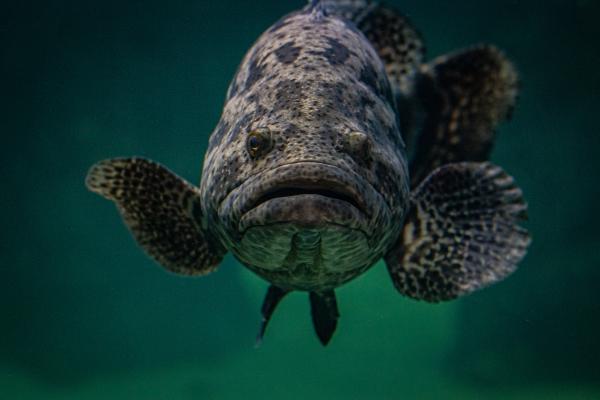 Mississippi Aquarium Grouper