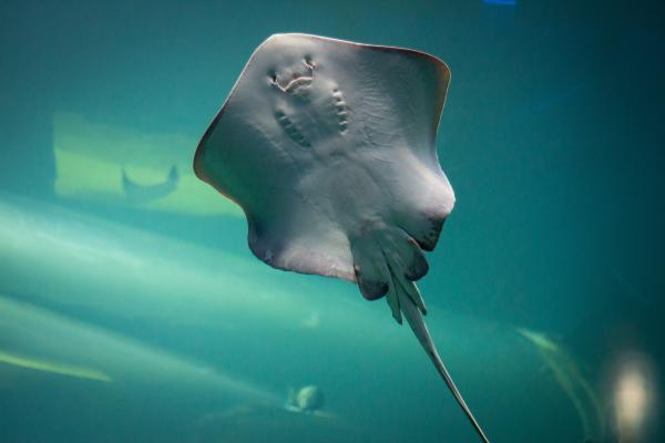 A sting ray swimming underwater