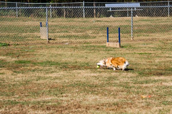 corgi-dog-Earthie