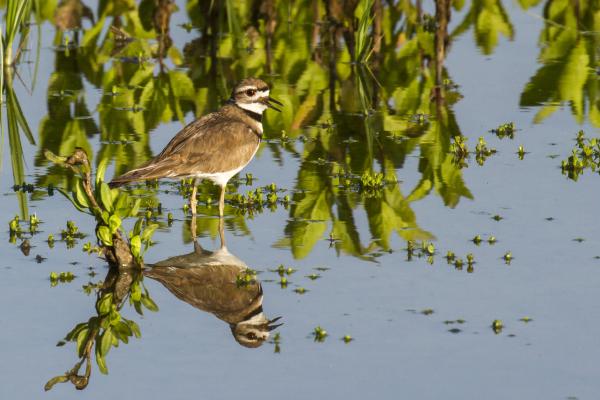 Bird and its reflection at San Joaquin Sanctuary