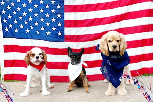 American dogs