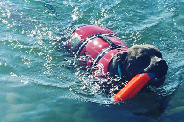 Rock Point Swimming dog