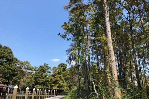 The boardwalk at St. Tammany's Heritage and Bayou Bonfouca near Slidell