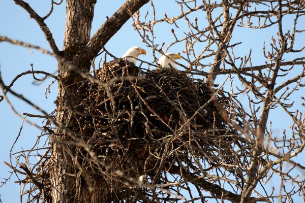 two adult bald eagles in a nest