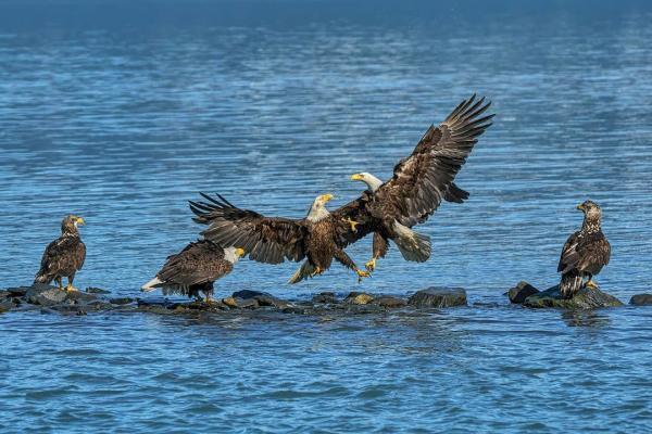 two adult bald eagles fight for a salmon as others watch