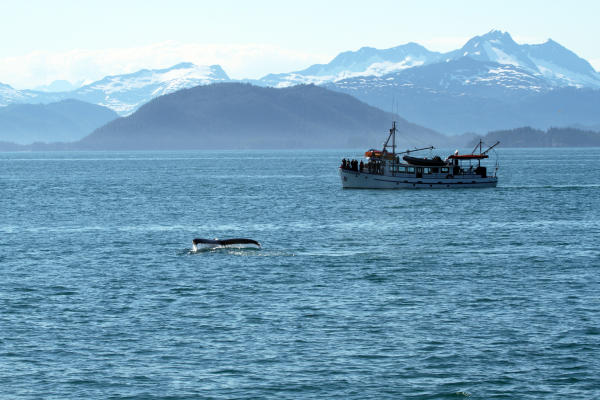 a whale tail near a boat with passengers in Prince William Sound