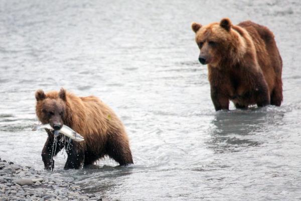 brown bears with a salmon in a river