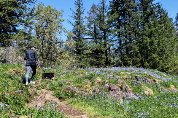 Camas lily fields