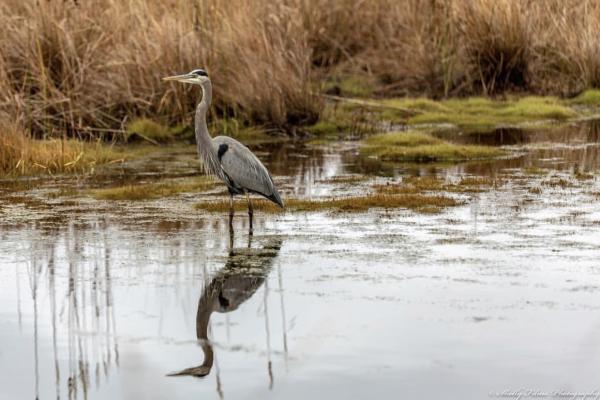 Heron In Back Bay In Virginia Beach, VA