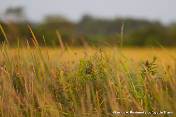 A rice field in Louisiana