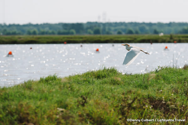 A crawfish farm in Louisiana