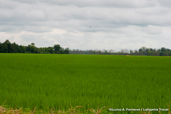 A Louisiana rice field