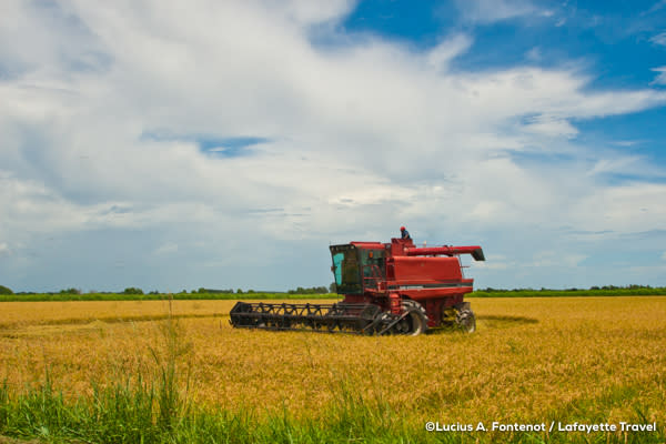 Farming equipment in a rice field in Louisiana