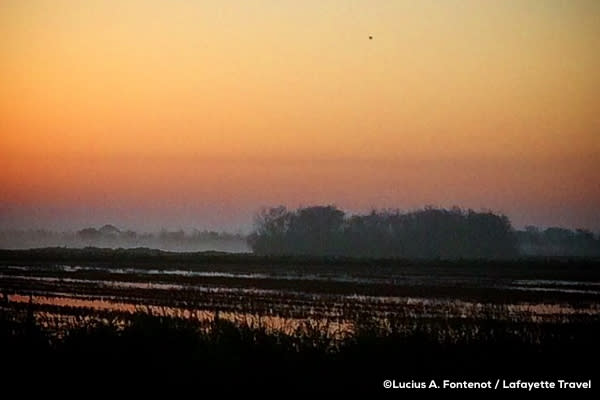 Sunset over a rice field in Louisiana