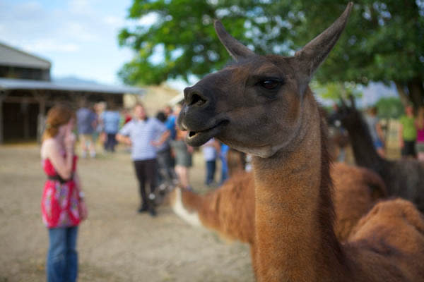 Where to Have Adorable Animal Experiences in Utah Valley