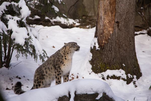 RWP Zoo Snow Leopards