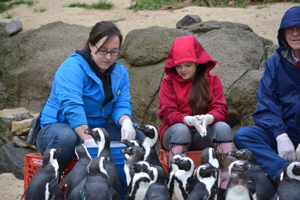 Feeding the Penguins at the Zoo