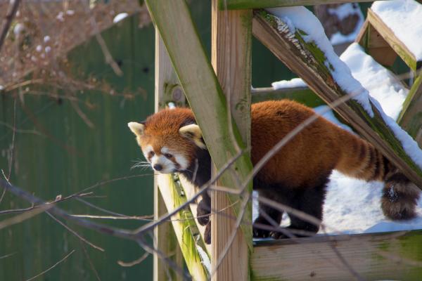 Red Panda at the Providence Zoo in winter snow