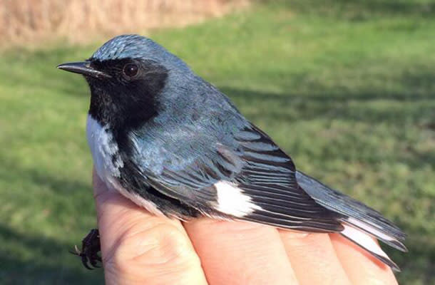 Long Point Bird Observatory