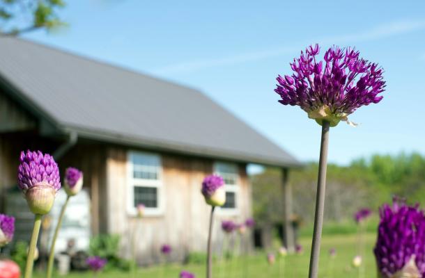 Wildflowers Farm