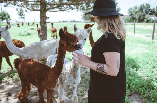 Feeding Alpacas