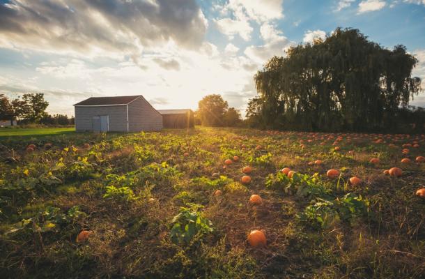 Country Pumpkin Field