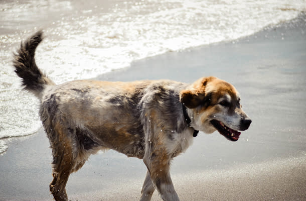 Dog at the beach