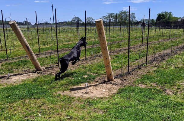 Hounds of Erie Vineyard