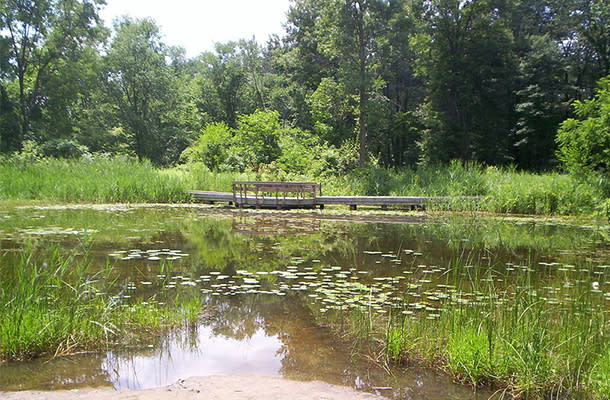 Ojibway Marsh