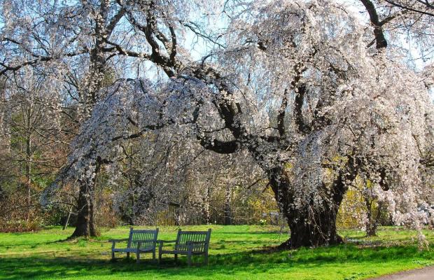 morris arboretum cherry blossoms