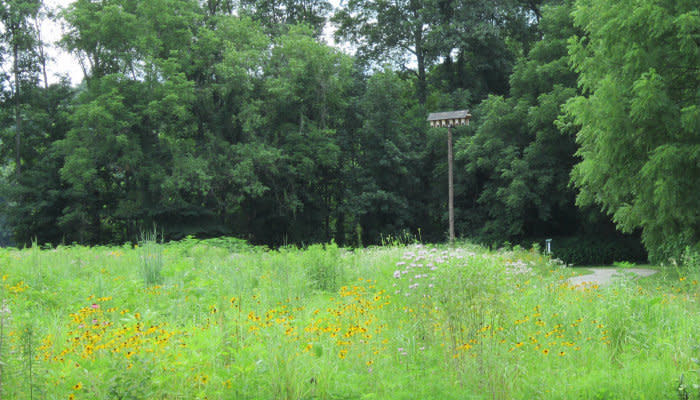 Burkhart Creek - Bat Boxes