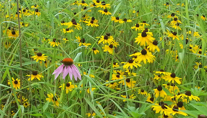 Burkhart Creek - Flowers