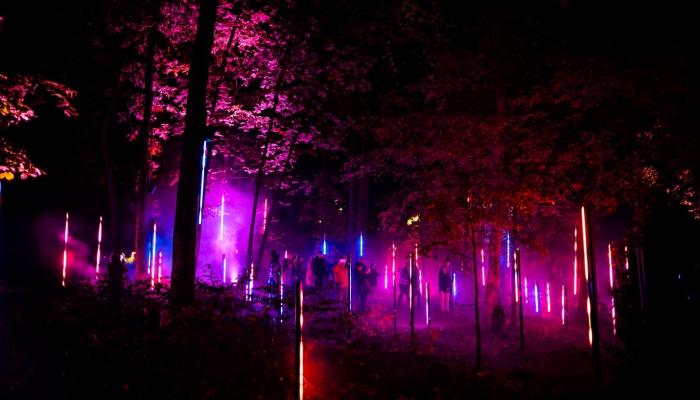 A night image of lights in trees