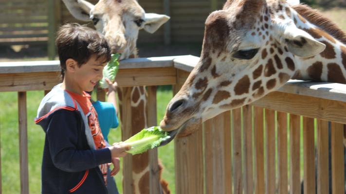 Elmwood Park Zoo Giraffe Feeding