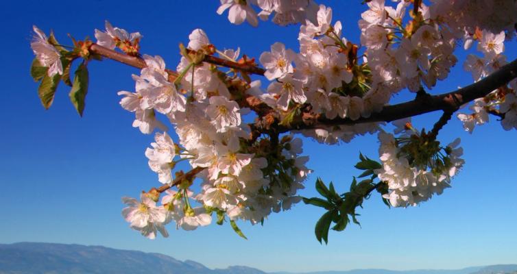 Lakeside dock blossoms