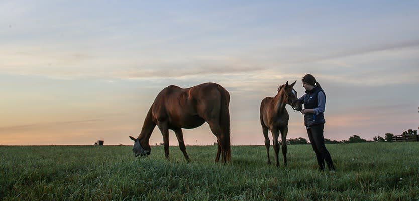A woman with two horses in a field at twilight