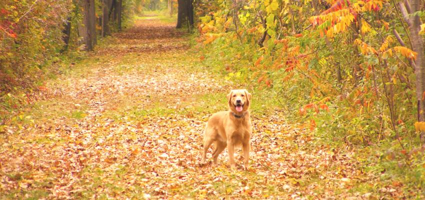 ontario-pathways-canandaigua-fall-dog-friendly
