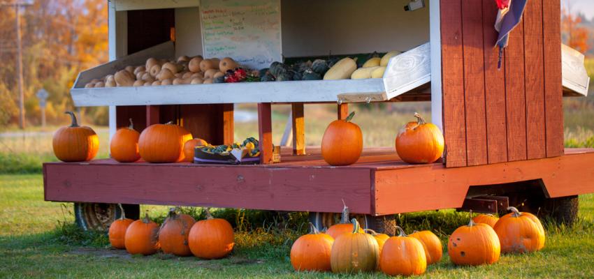 Fall-Pumpkins-Farm-Stand